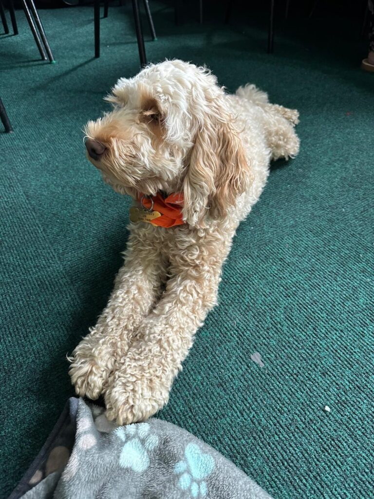 Dog Pic 2