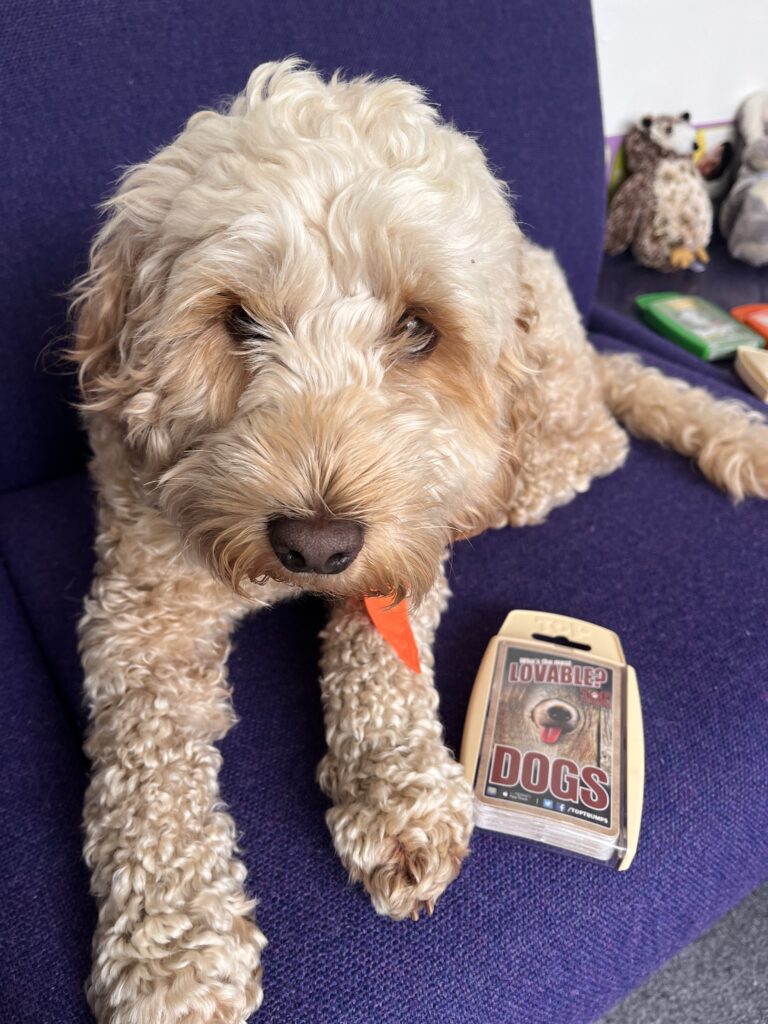 Dog Pic